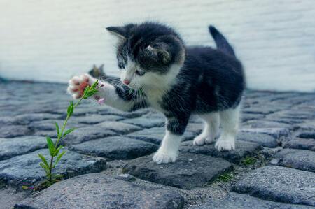 niet giftige planten voor katten
