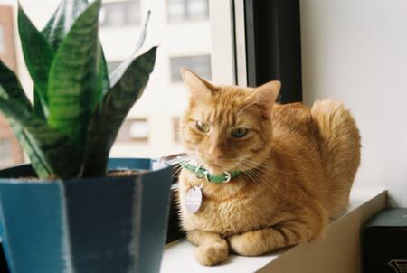 planten voor katten