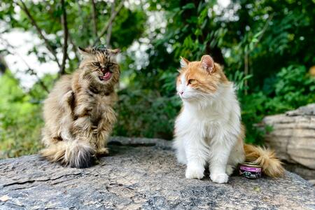 welke planten zijn niet giftig voor katten