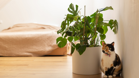 monstera giftig voor katten