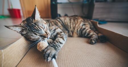katten krab karton