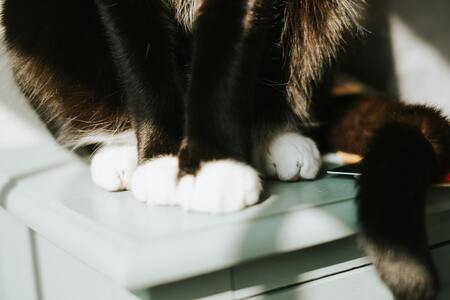 kattenbakken zelfreinigend
