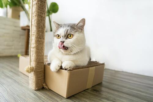 beste goedkope kattenbakvulling