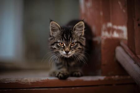 goedkoopste kattenbakvulling