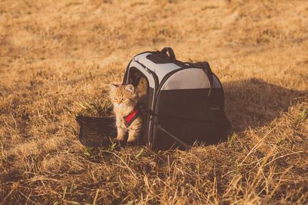 reismand kat