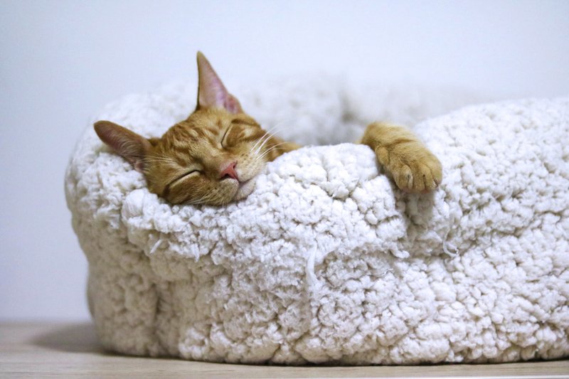 corona bij katten