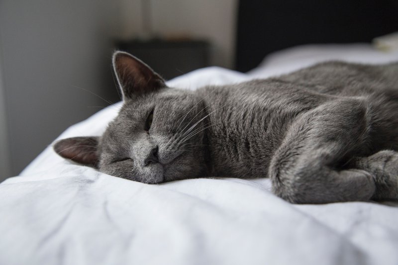 corona bij katten