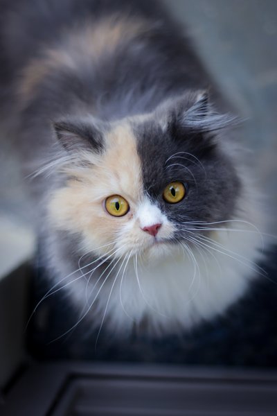 gedrag aanleren kat