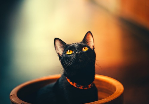 de beste kattenhalsband