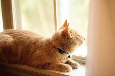halsband kat