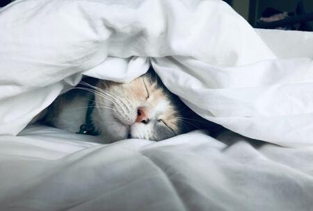 kattenmand