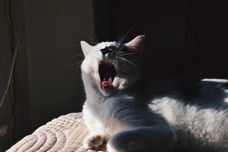 krabton kat