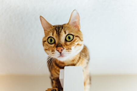 krabtonnen kat