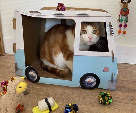 speelgoed kat