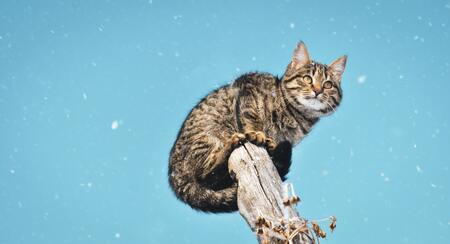 katten gps
