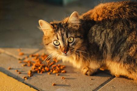 katten voerbakken
