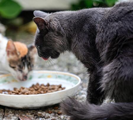 kattenvoerbak