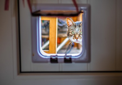 beste kattenluik