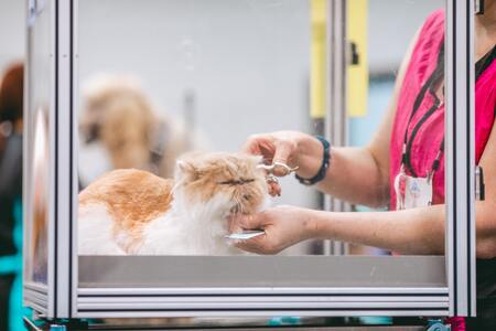 kam voor katten