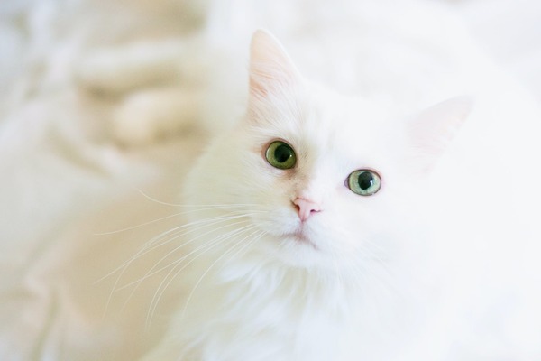 kattenkam langharige kat