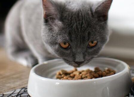 kattenvoerbak chip