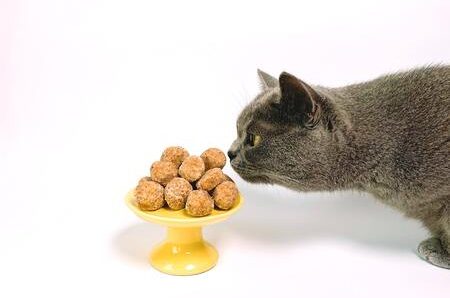 slow feeder kat