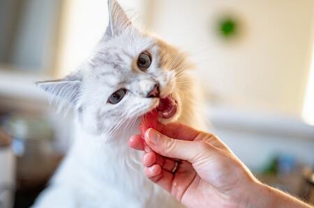 graanvrije kattenbrokken