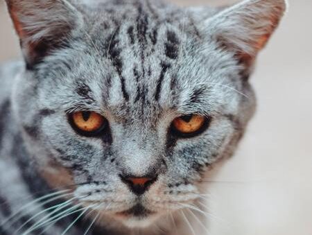kattenvoer senior