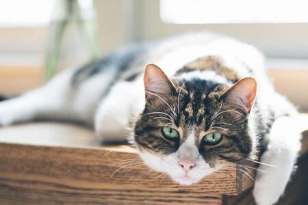 senior kattenvoer