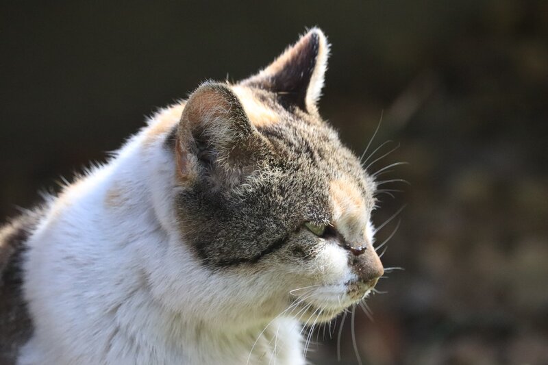 senior-kattenvoer