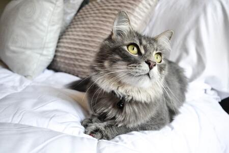 beste kattenbakvulling klontvormend