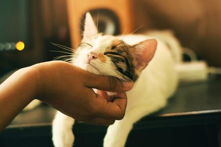 katten vlooiendruppels
