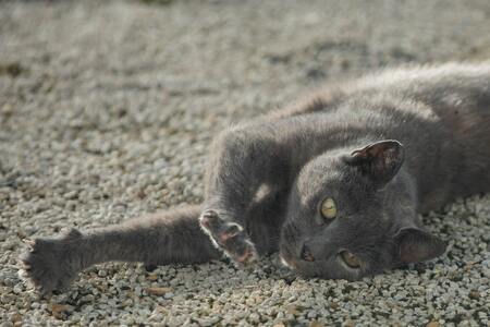 silica kattenbakvulling gevaarlijk