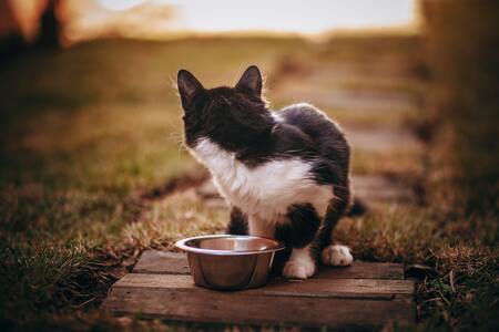 kattenvoer nat
