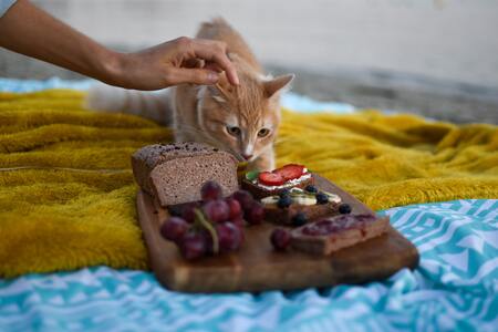 kattenvoer voor gesteriliseerde katten