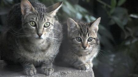 natvoer kittens