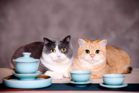 natvoer voor katten