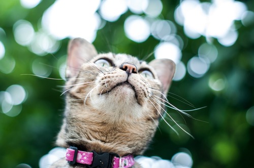 roze-kattenhalsband