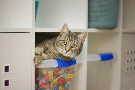 beste kattenbak ombouw