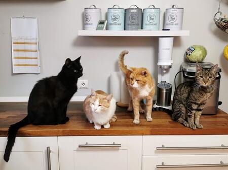 kattenbak ombouw