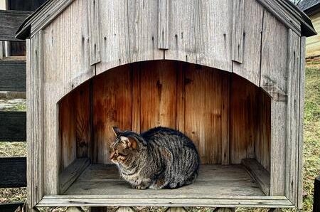 kattenhuis