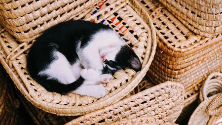 kattenhuis voor buiten
