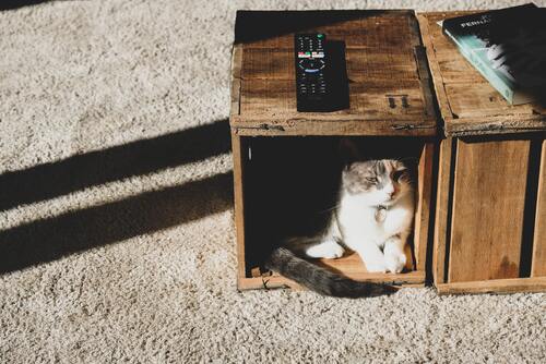 kattenhuis