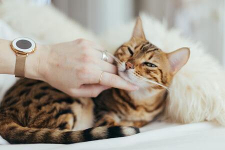 kattenhuizen