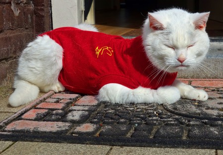 medical pet shirt