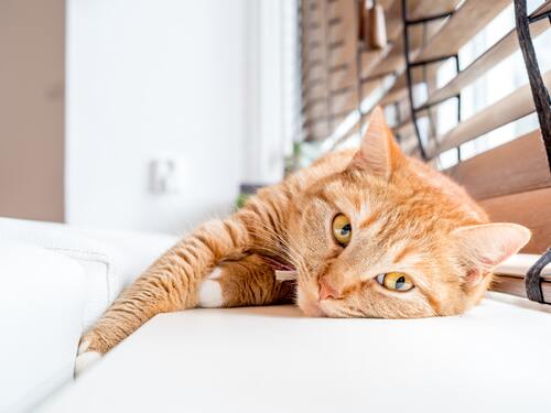 vensterbank kattenmand