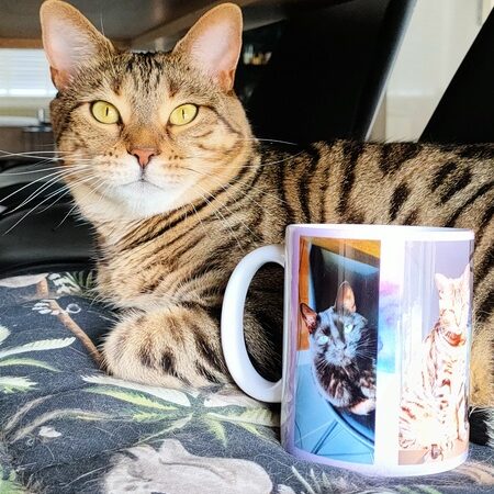 beste katten cadeau