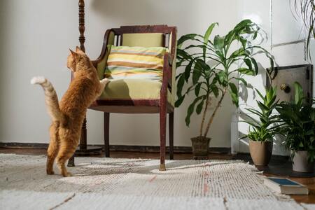 curver kattenbak