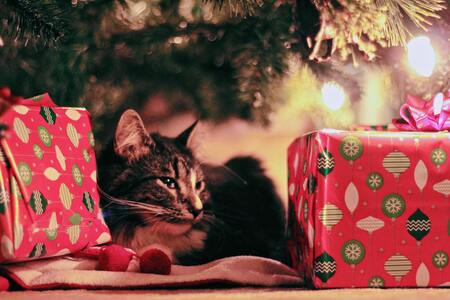 katten cadeaus