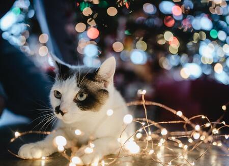 kattencadeaus